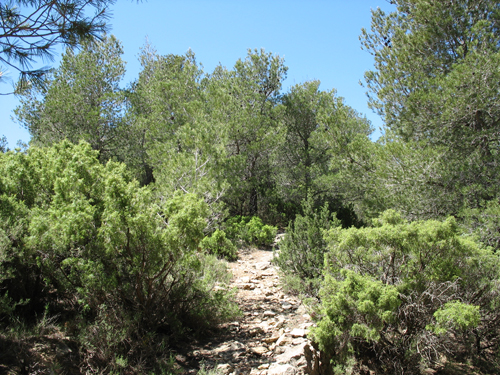 ACTIVITATS COSMOF&Iacute;SICA-FLORA